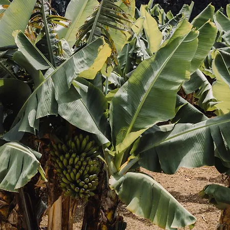 מלון The Farm - Azores Boutique House