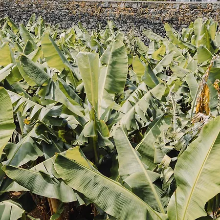 מלון The Farm - Azores Boutique House
