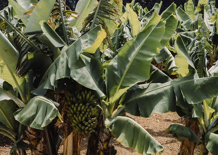 Ξενοδοχείο The Farm - Azores Boutique House