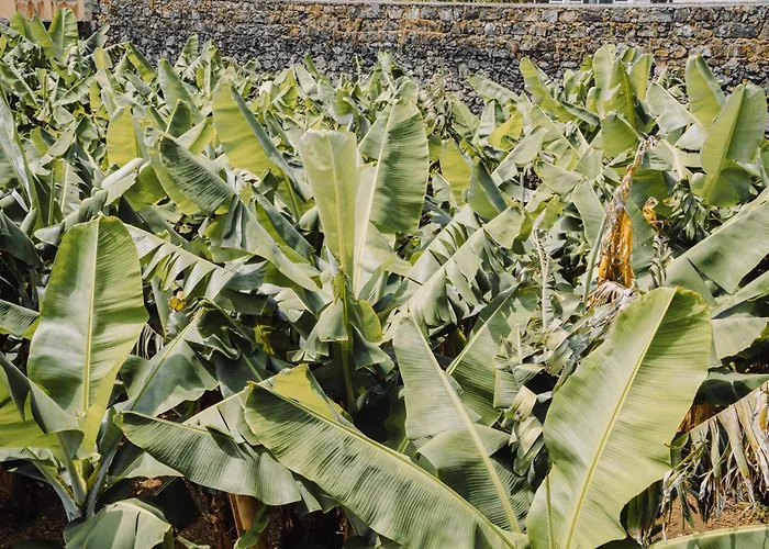 Hotel The Farm - Azores Boutique House